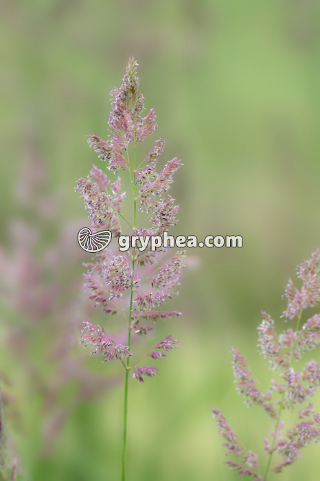Graminée - fleurs épanouies (Houlque laineuse) - gryphea.com